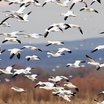 Snow Goose